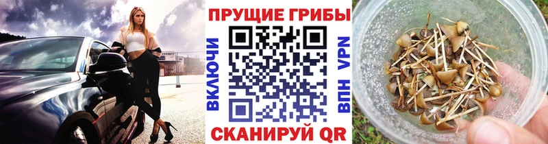 Псилоцибиновые грибы Psilocybe  MEGA ссылка  Лахденпохья 
